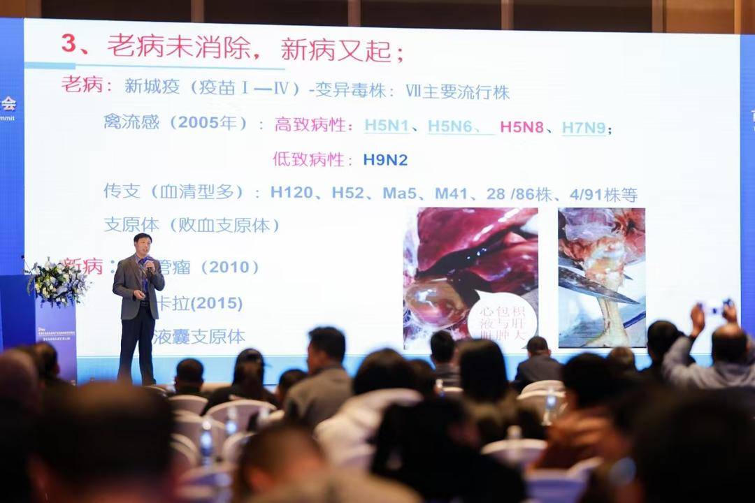 皇冠电子买球官网